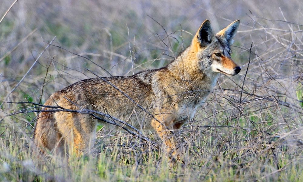 Varmints You Should Hunt: They’re Up To No Good