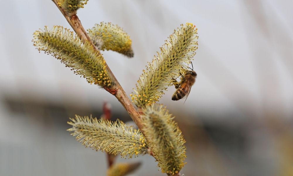 What Happens to Bees During the Winter