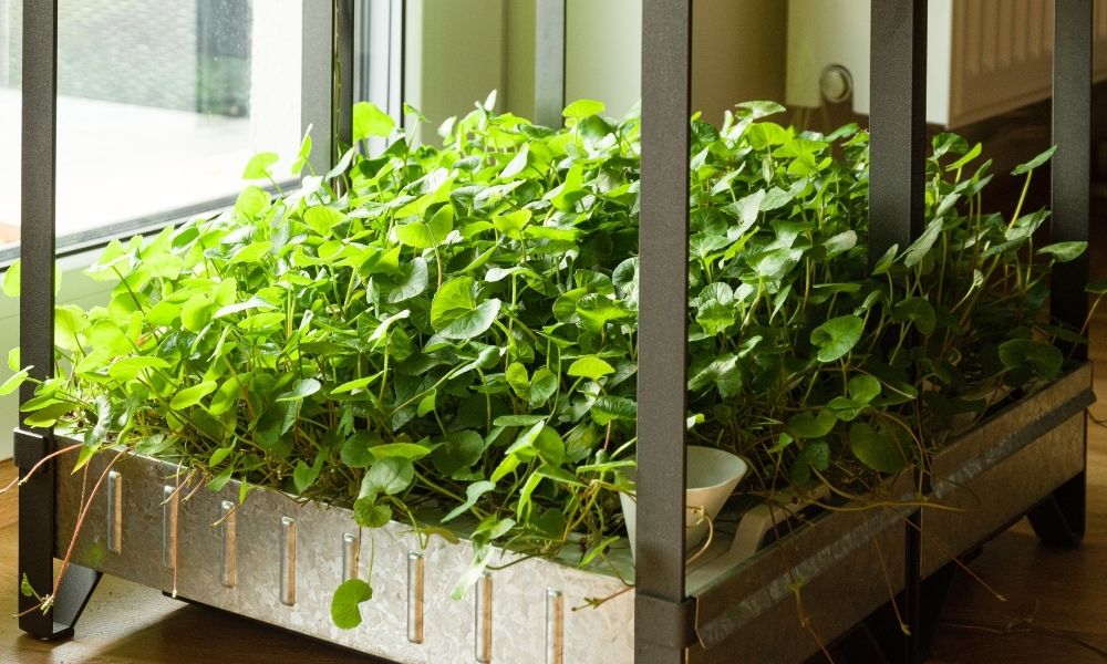 The Environmental Benefits of Hydroponic Gardens