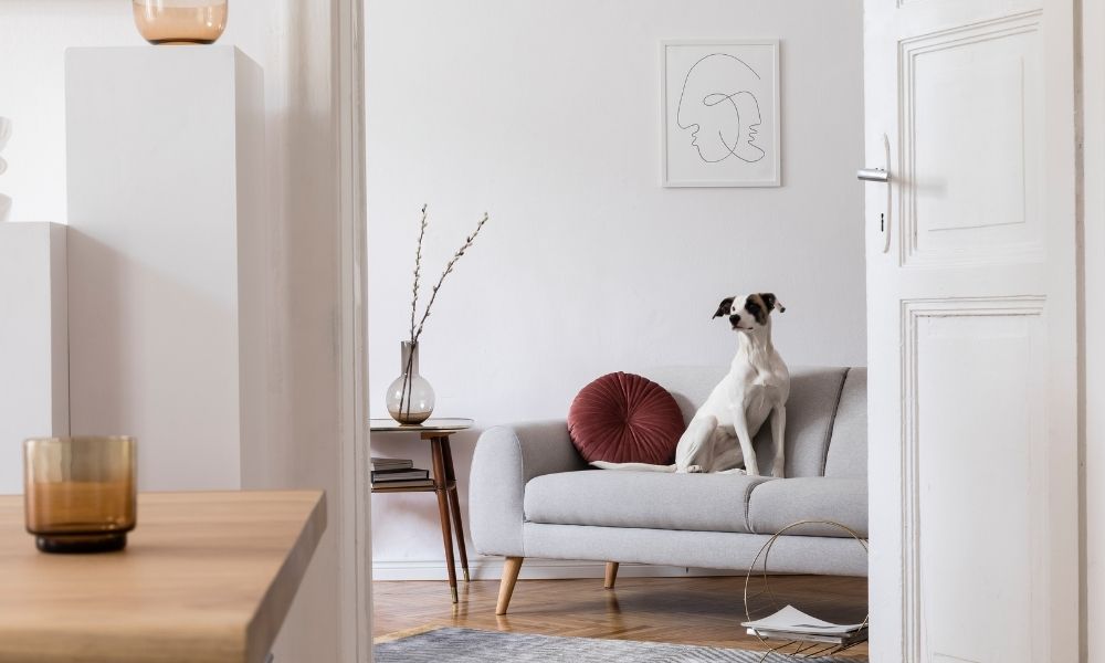 Ways To Prepare Your Pets for Your Vacation ” /></p> <p>Vacations are exciting times for you and your family, but they might not be as exciting for the family pets. When you’re still in the planning phase for your socially distanced vacation, don’t forget to make preparations for your animals. These ways to prepare your pets for your vacation will prevent you from forgetting what your canine or feline family member needs while you’re away.</p> <h2><span style=