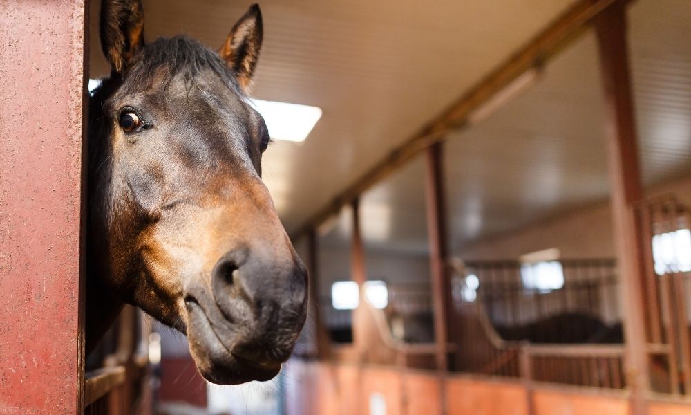 What To Know Before Starting a Horse Boarding Operation