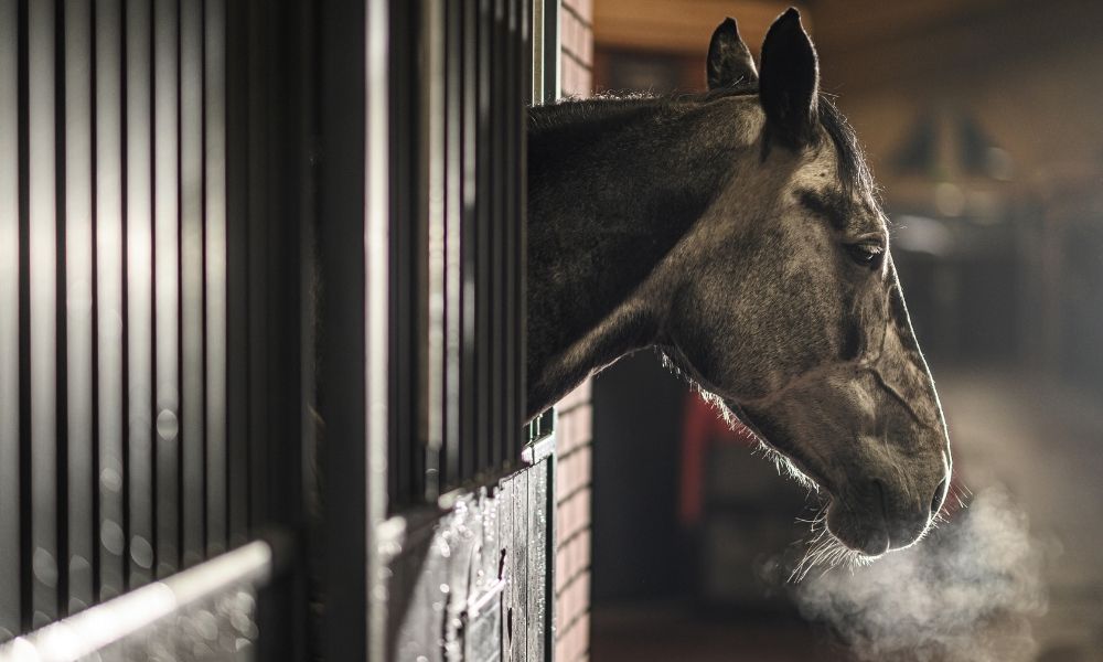 Tips for Getting Your Stables Ready for Winter
