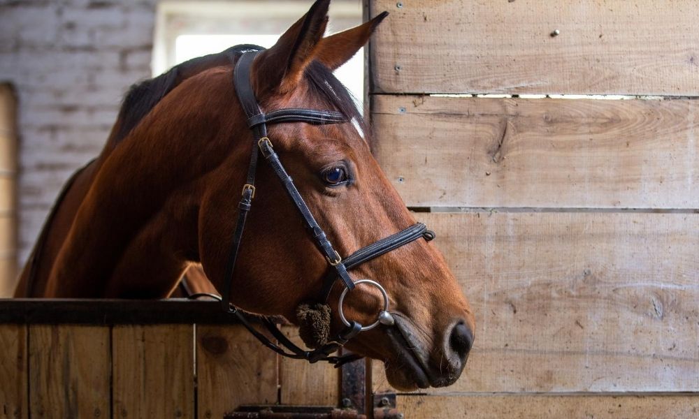 Considerations for Raising Horses