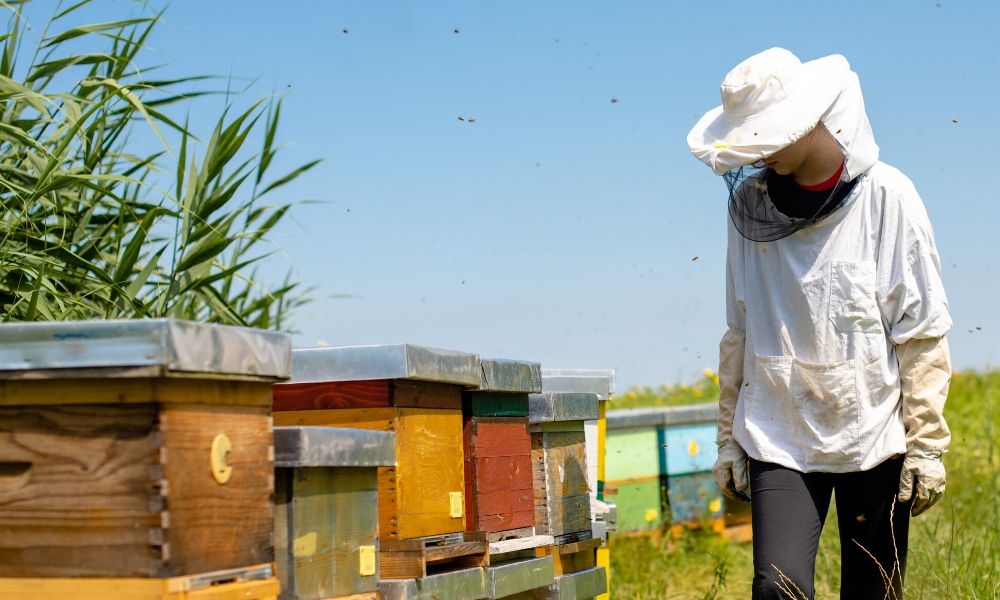 Beekeeping Tips Every Beginner Should Know