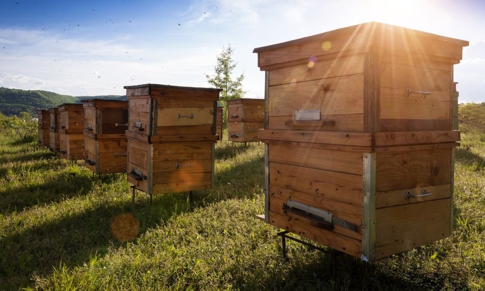 How To Prepare Your Apiary for the Winter ” /></p> <p>When you’re a beekeeper, every season comes with a unique to-do list. Professionals and hobbyists alike know that the weeks before the first frost hits are crucial. You must make sure your colonies are in good shape and prepare your beehives for the coming weather. The harder you work before winter hits, the better state you’ll be in when spring rolls around again. Help your honeybees survive the season with this guide on how to prepare your apiary for the winter.</p> <h2><span style=