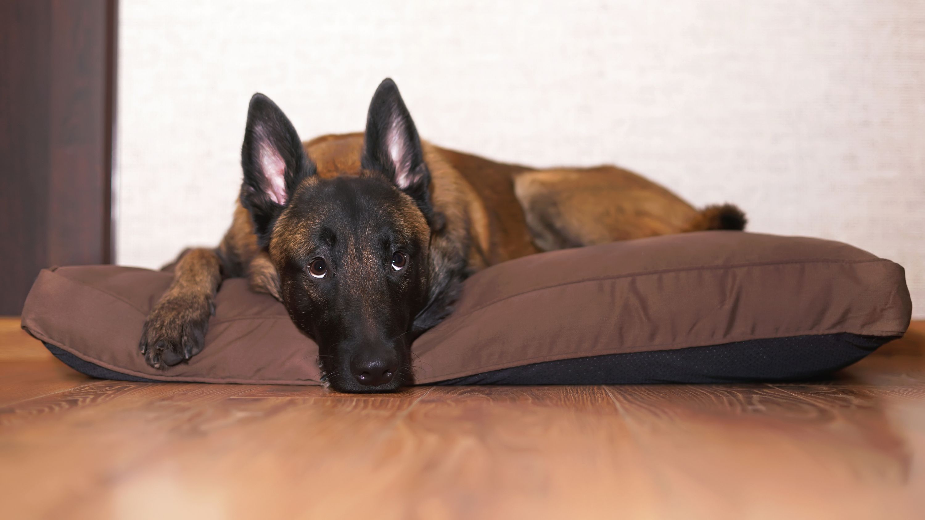 Top Tips for Washing Your Dog’s Bed and Collar